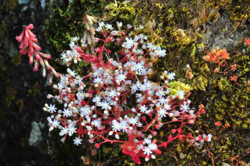 Sedum caeruleum